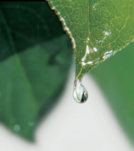 aut_dd_goutteeaup4_bd aut_dd_goutteeaup4_bd